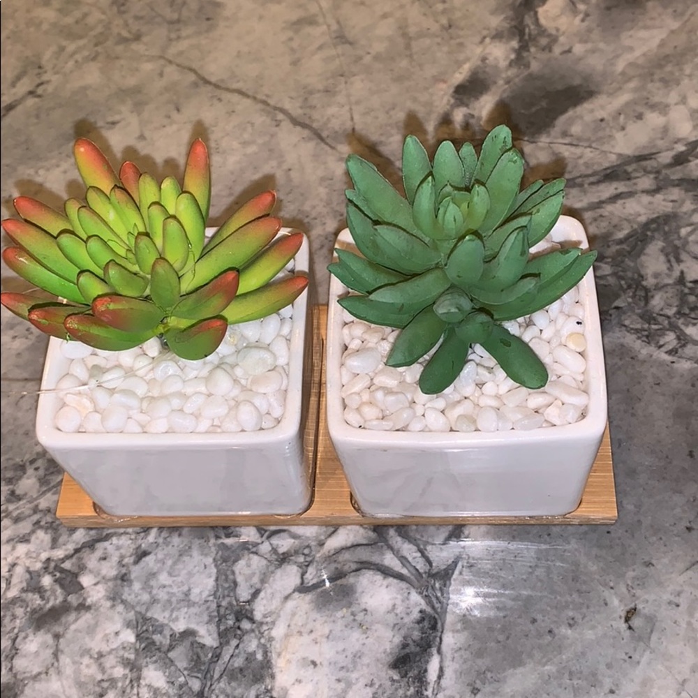 Succulents